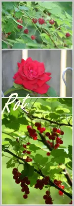 1 rote Blumen.webp