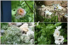 2 weisse Blumen.webp