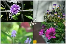 3 Lila Blumen.webp