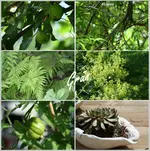 5 Grüne Blumen.webp