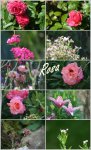 6 Pink und Rosa Blumen.jpg