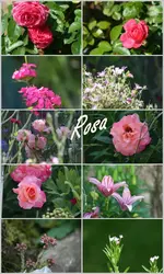 6 Pink und Rosa Blumen.webp