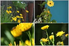 4 Gelbe Blumen.webp