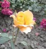 DSC09632a.webp