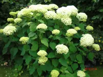 CIMG1115.webp