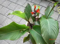 CIMG1114.webp