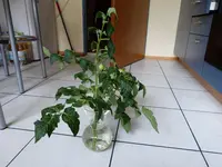 P1000286.webp