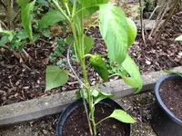 paprika.webp