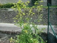 DSC05799.webp