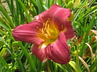 IMG_all american plum_1024x768.webp