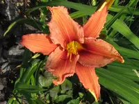 IMG_crimson sä. pan_1024x768.webp