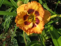 IMG_pumkie pie spice_1024x768.webp