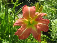 IMG_viola parker_1024x768.webp