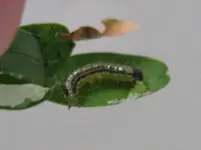 BZ Raupe.jpg