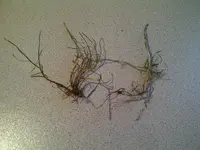 poa.webp