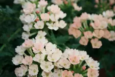 04.07.2012 026.webp