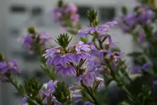 04.07.2012 027.webp