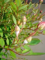 k-pflanze und Opa s Sessel 002.webp