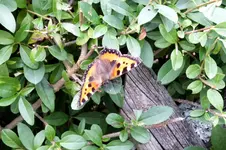 2012_0704Sommer0035 kl. fuchs ,.webp