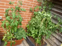 Sommer 2012 020.webp