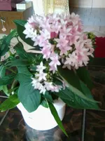 Foto0294.webp