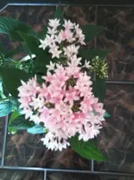 Foto0296.webp