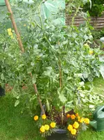 Sommer 2012 026.webp