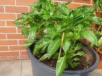 Sommer 2012 021.webp