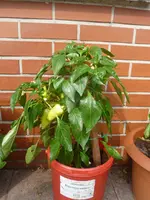 Sommer 2012 022.webp