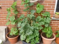 Sommer 2012 023.webp
