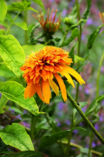Echi Orange Marmelade_smaller.webp