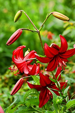 Lilie Americana_smaller.webp