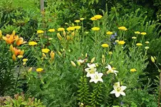 linkes Hangbeet_Schafgarbe und Lilien_smaller.webp