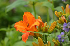 orangefarbene Taglilie_smaller.webp