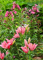 pink Lilie und Phlox_smaller.webp