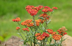 Schafgarbe orange_rot_smaller.webp