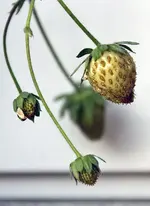 erdbeeren.webp