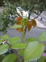 DSC00577.webp
