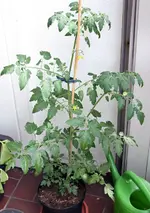 tomate1.webp