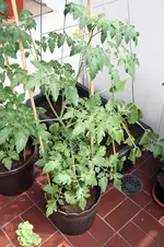 tomate2.webp