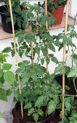 tomate3.webp