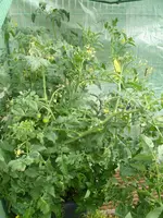 Sommer 2012 025.webp