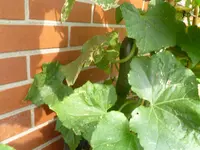 Sommer 2012 024.webp