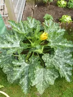 Sommer 2012 027.webp
