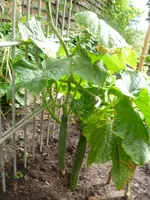 Sommer 2012 029.webp