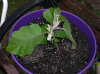 Aubergine 2.webp