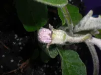 Auberginenblüte.webp