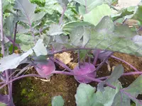 Sommer 2012 028.webp