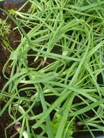 Sommer 2012 030.webp