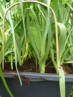 Sommer 2012 031.webp